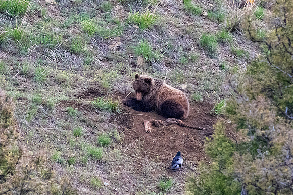 Yellowstone _MAK0055-Enhanced-RD