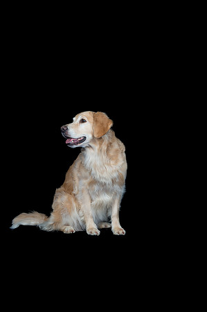 Kila-Spirits Goldens-143
