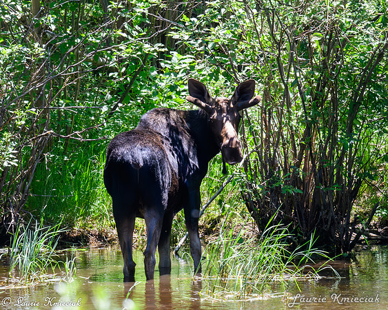 rnmp-LAK_1449-Enhanced-NR