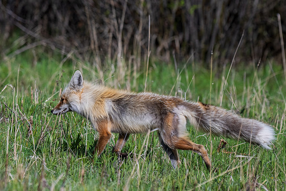 Yellowstone _MAK4370