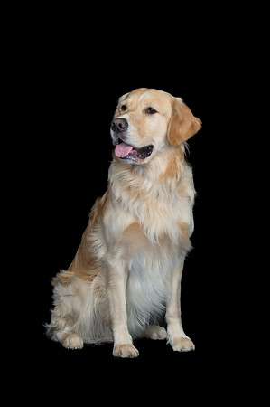 Goose-Spirits Goldens-061