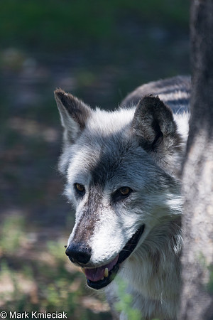 West Yellowstone-_MAK1073