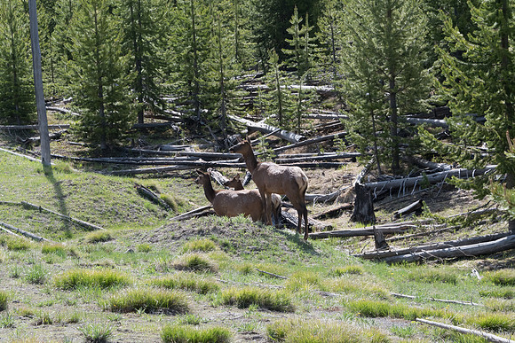 yellowstonetc-7093