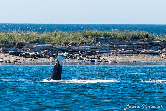 Nwhidby-LAK_5592