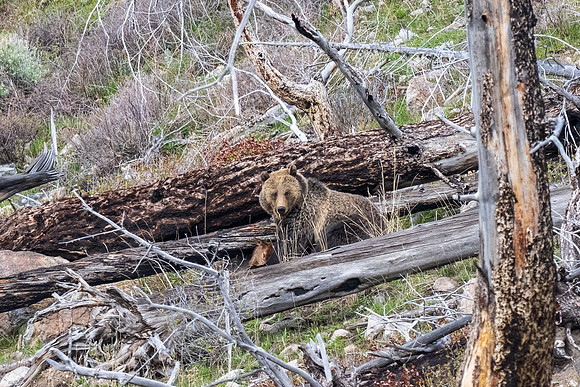 Yellowstone _MAK2140