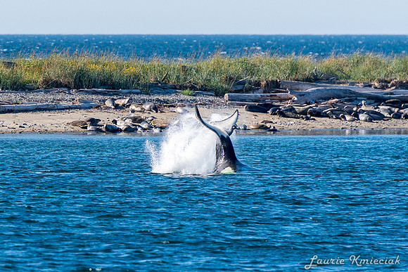 Nwhidby-LAK_5575