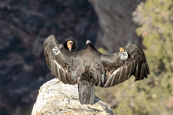 California Condors-MAK_6831