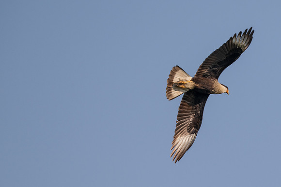 RGV wildlife_MAK2487