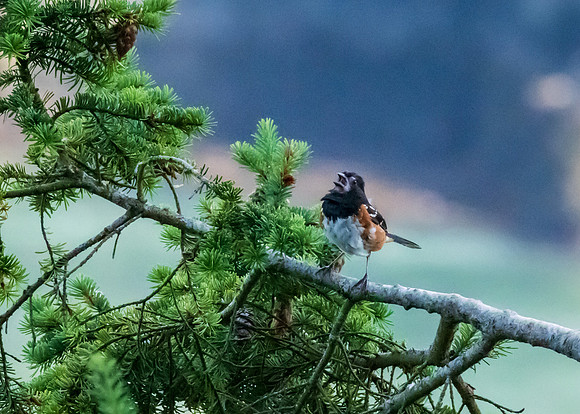 Whidbey Island-_MAK7826
