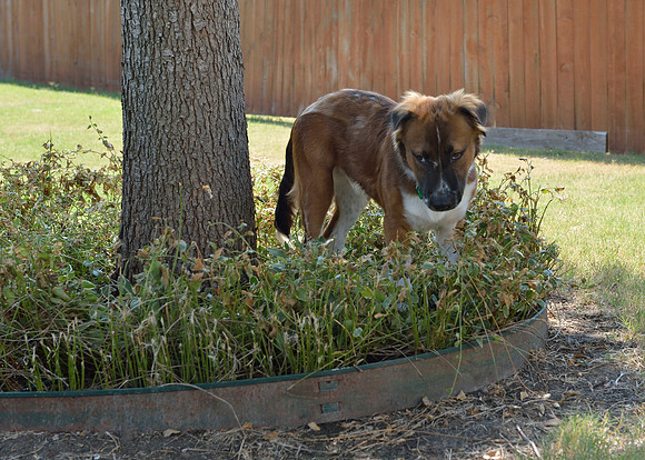 What? I wasn't supposed to eat the garden.