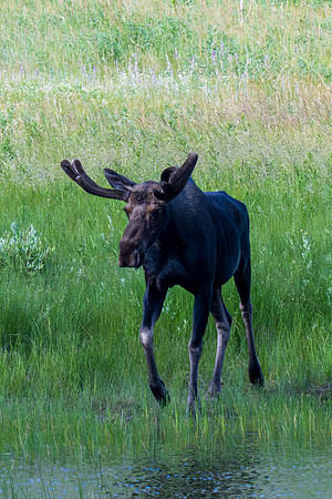 Rocky Mountain NP _MAK7059-Enhanced-NR