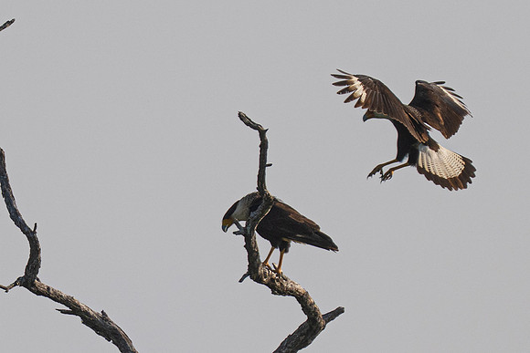 RGV birds_MAK0768