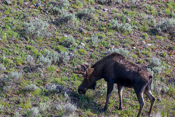 Yellowstone _MAK2776-Enhanced-NR