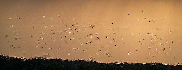 Migration _MAK2788