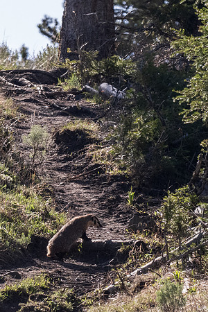 Yellowstone _MAK1529