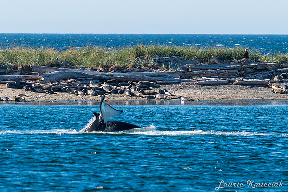 Nwhidby-LAK_5597