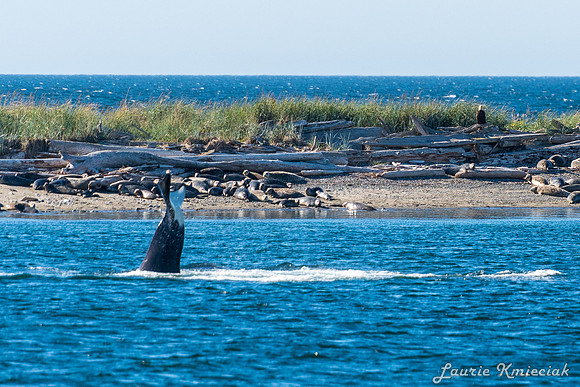 Nwhidby-LAK_5593