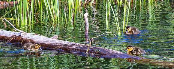 Rocky Mountain NP _MAK6939-Enhanced-NR