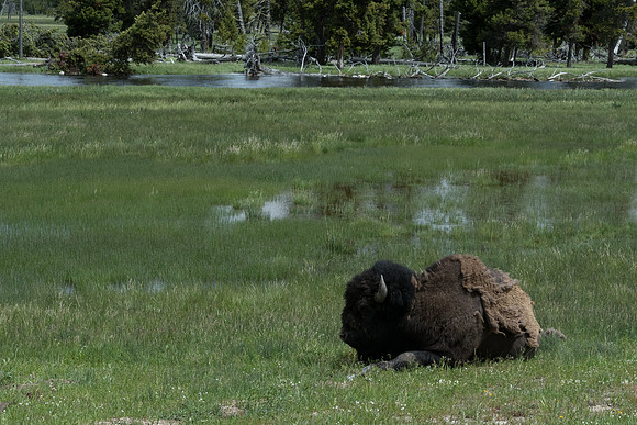yellowstonetc-7335