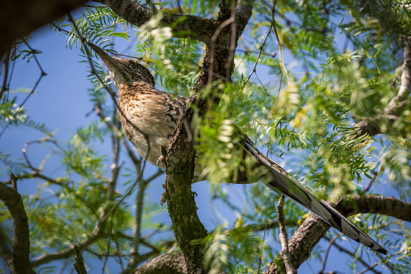 Roadrunner_MAK2720-Enhanced-NR