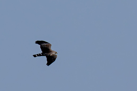 RGV wildlife_MAK2632-Enhanced-NR