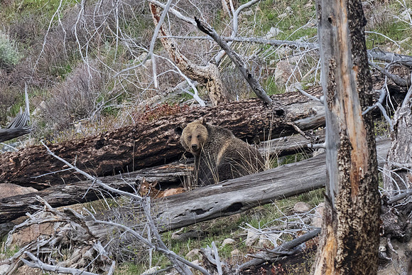 Yellowstone _MAK2179
