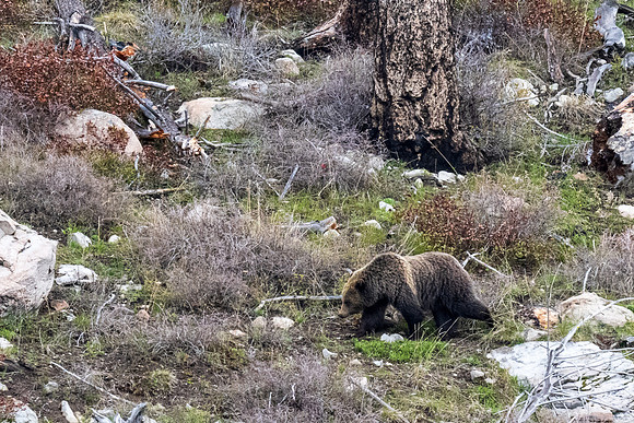 Yellowstone _MAK2034