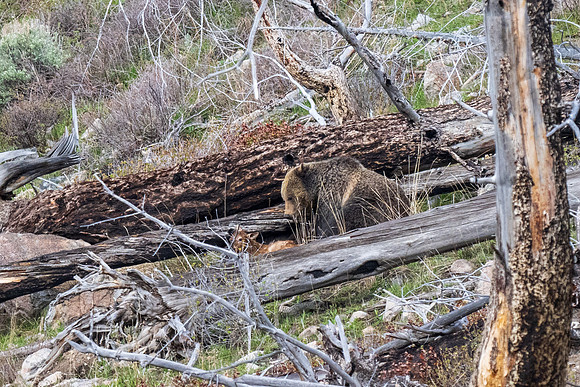 Yellowstone _MAK2172