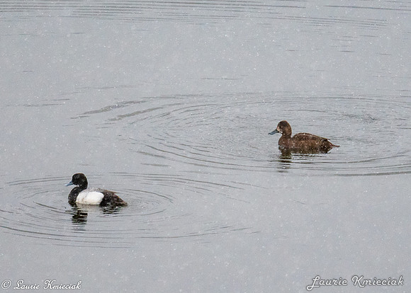 Birds-LAK_7373