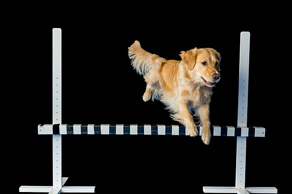 Goose-Spirits Goldens-025