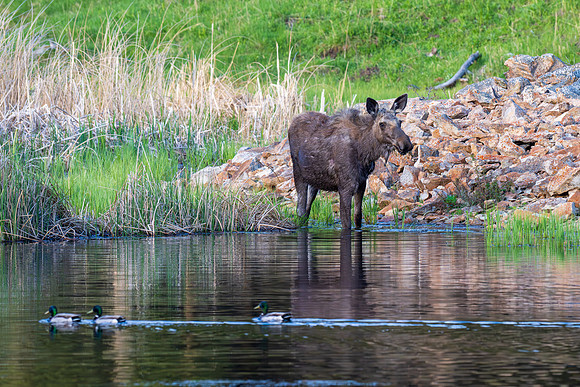 Yellowstone _MAK2322-Enhanced-NR