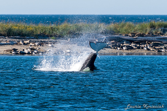 Nwhidby-LAK_5578