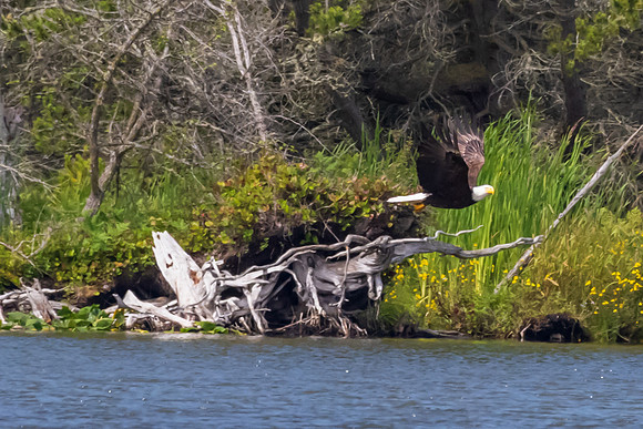 Deception Pass SP-_MAK7726