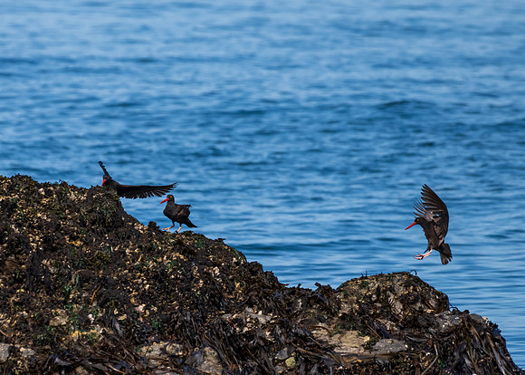 Whidbey Island-_MAK7986