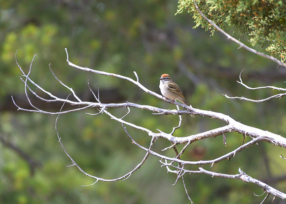 Grand-Canyon-_MAK0244