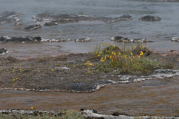 yellowstonetc-7247