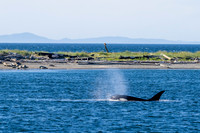 Orca T37A family-_MAK9503