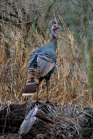 Bentsen-Rio Grande Valley SP_MAK9151-Enhanced-NR