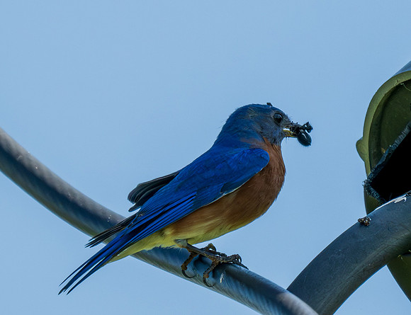 Eastern Bluebird_MAK7984-Enhanced-NR