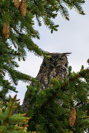 Yellowstone _MAK5876