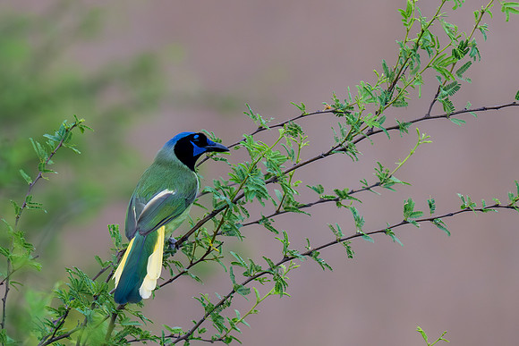 RGV wildlife_MAK2367-Enhanced-NR