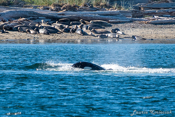 Nwhidby-LAK_5619