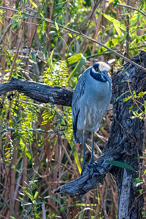 Estero Llano Grande SP_MAK9930