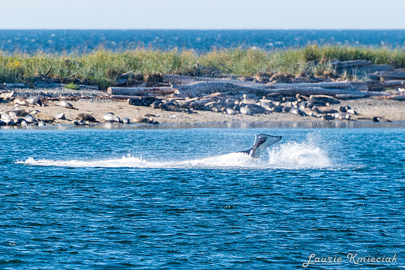 Nwhidby-LAK_5582