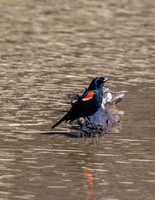 Custer State Park-9296
