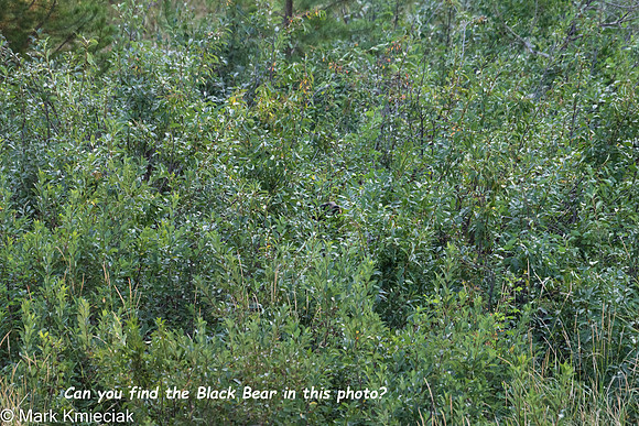 Yellowstone NP-_MAK1823-Edit
