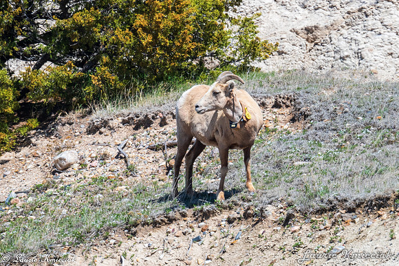 Badlands-LAK_6383