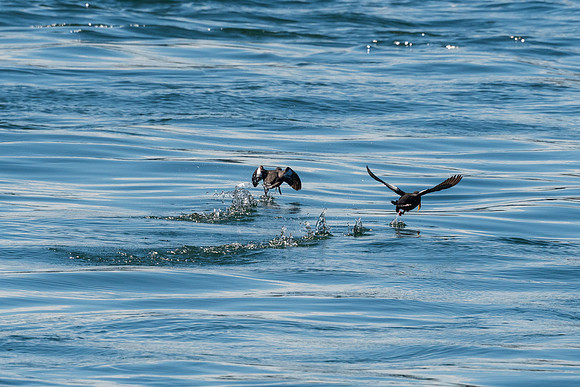 Nwhidby-LAK_4058
