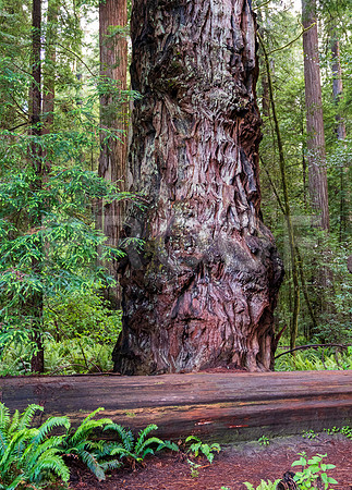 Crescent City CALAK_1145