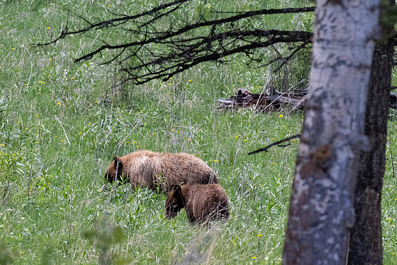 Yellowstone _MAK5976